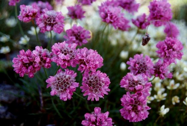 Armeria alpina / Spillone alpino